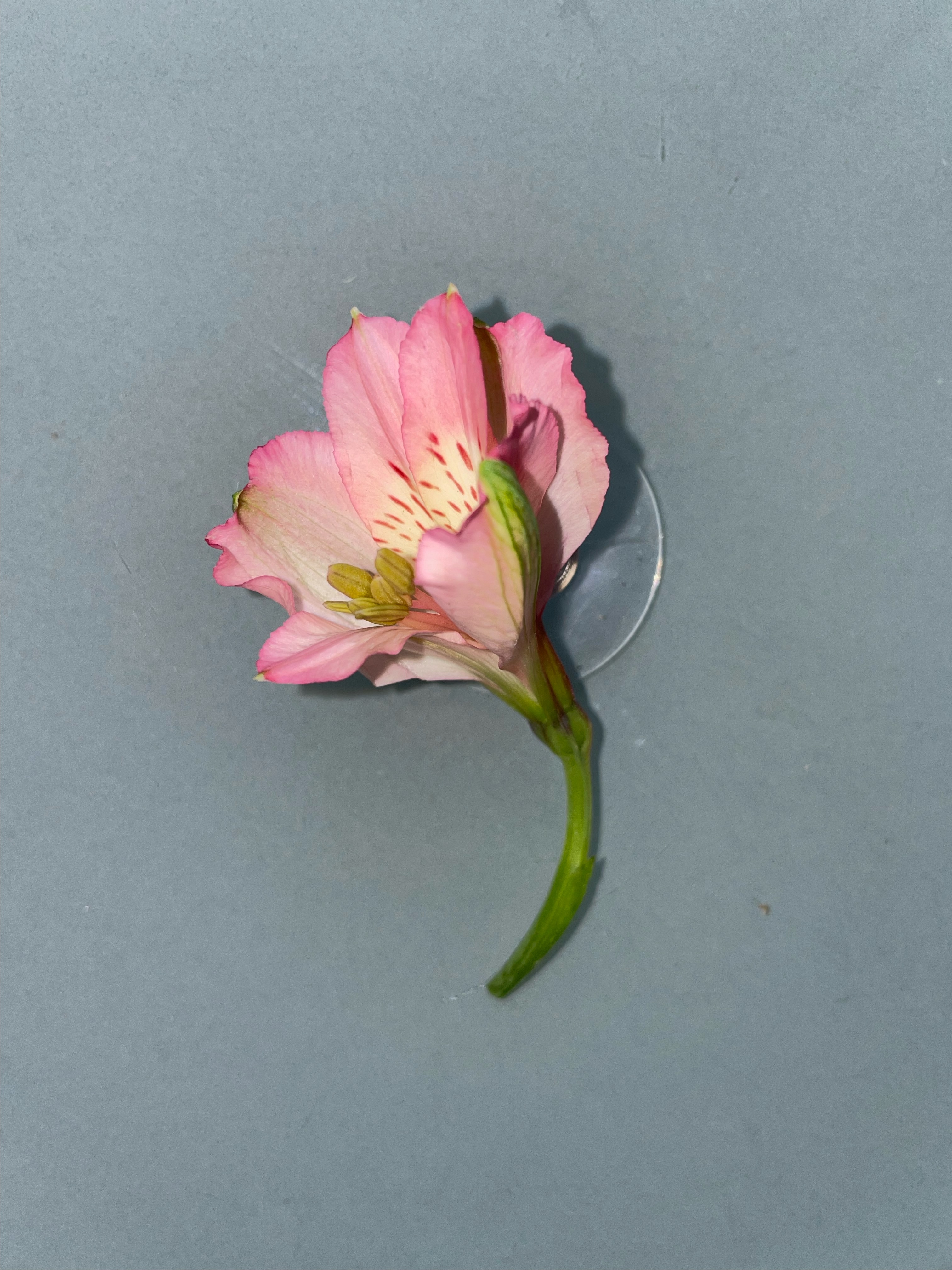 Pink Alstromeria